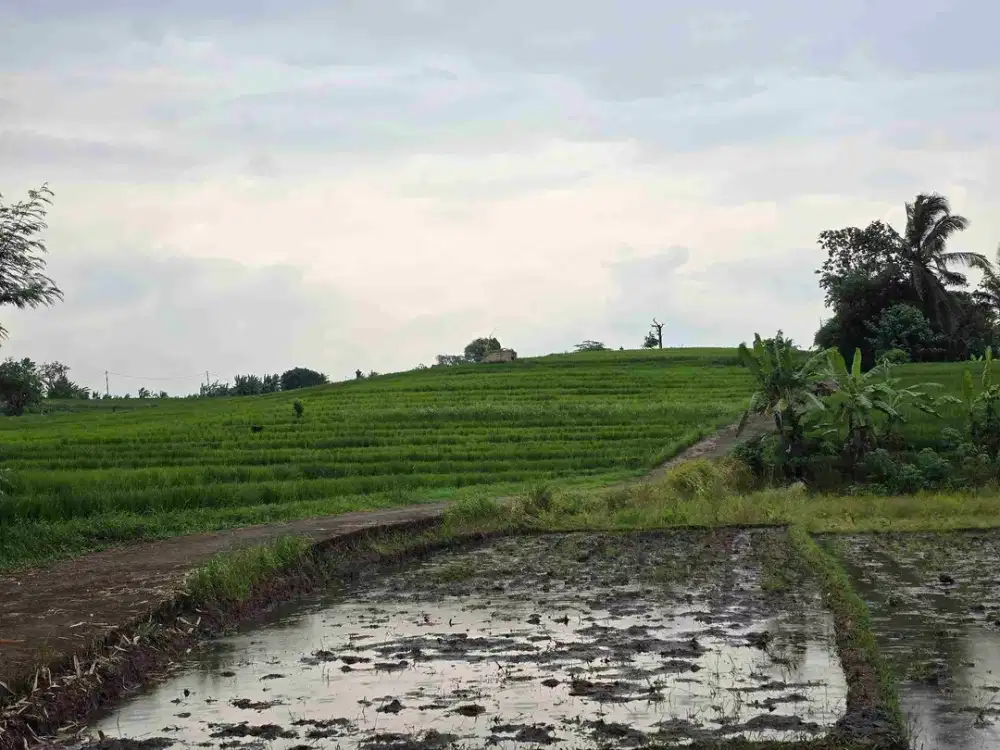 Dijual tanah murah view sawah dekat kota di tabanan bali