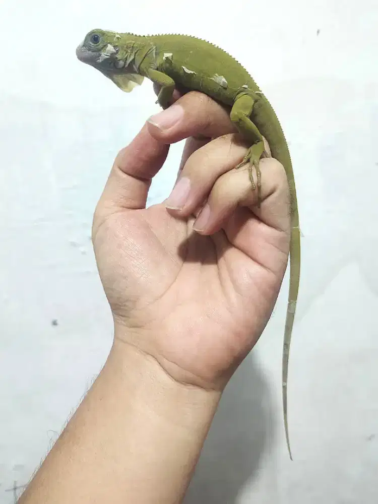 Iguana green hypo