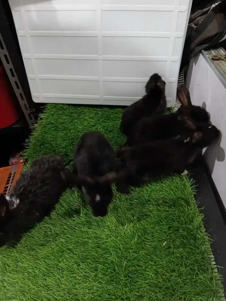 Kelinci lokal beligon