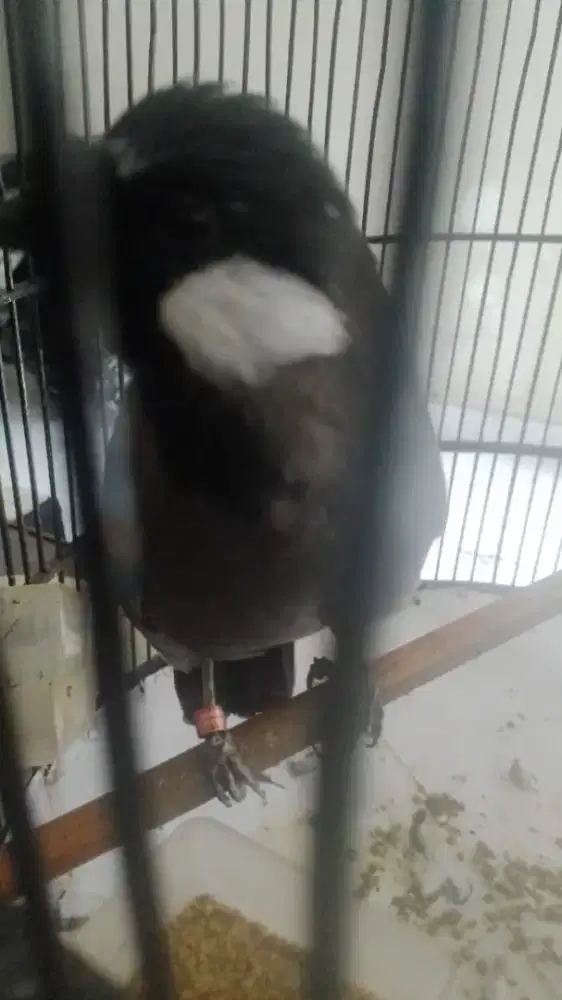 Poksay Hongkong Jinak Gacor