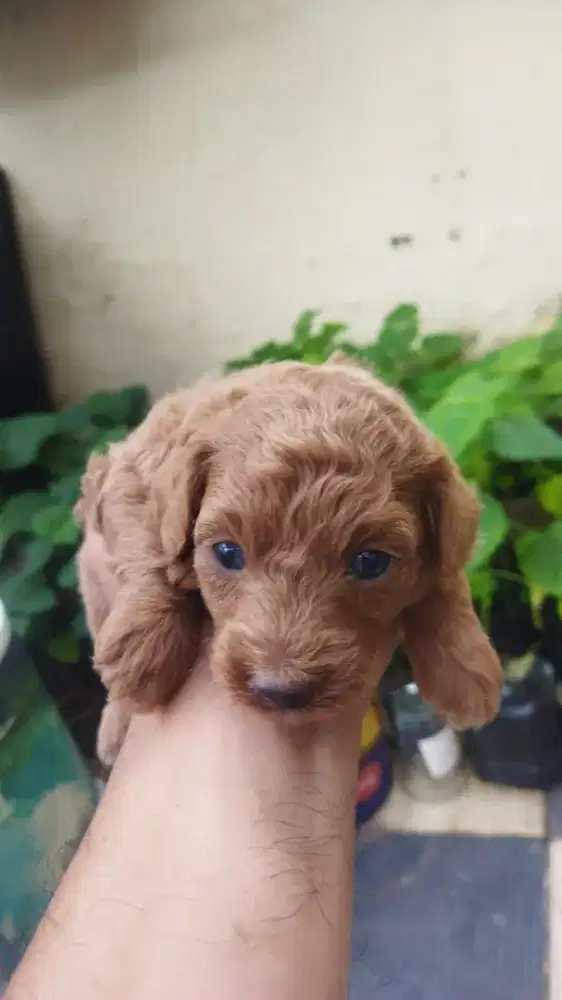 Dijual puppies poodle kosongan