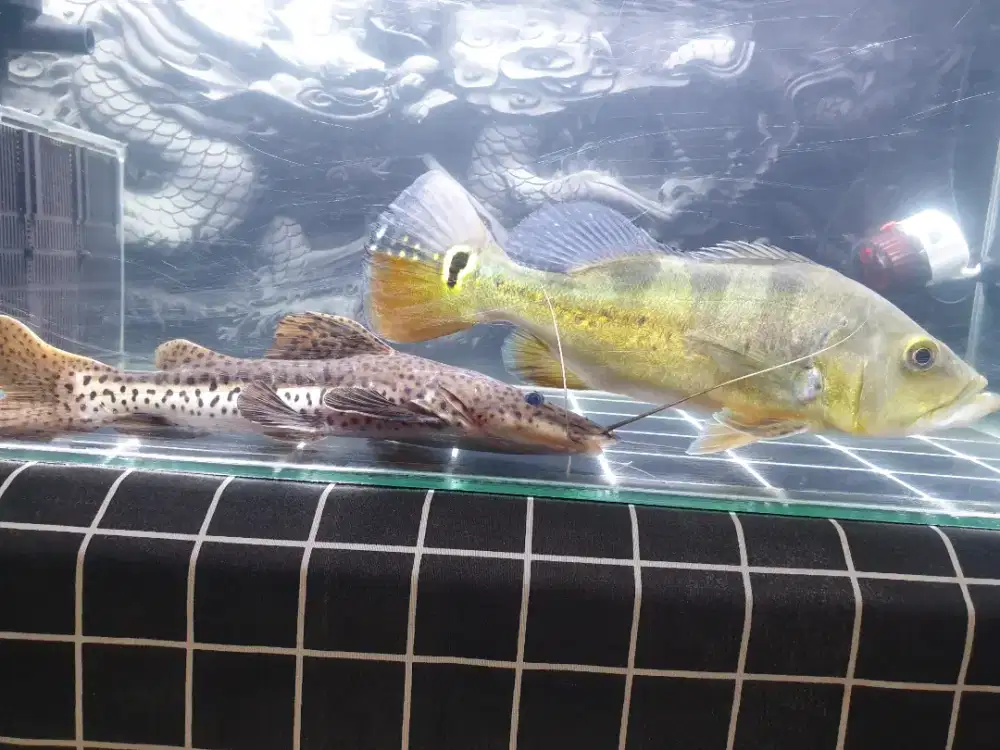 Di jual 2 ekor ikan uk besar