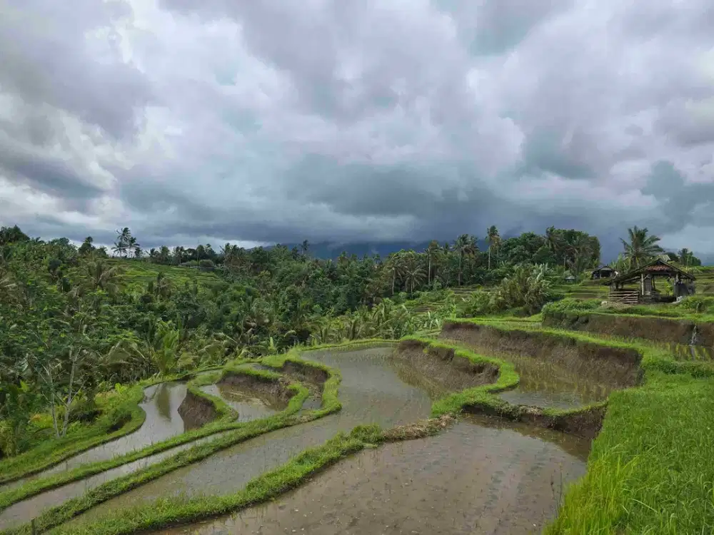 dijual tanah kebun dan sawah view cantik di penebel tabanan bali