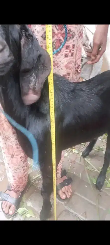 Jawa randu black mamba