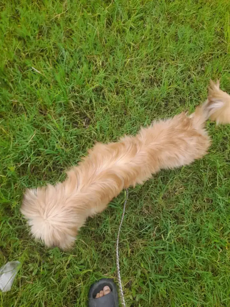 Anjing anak dari kintamani × shitzu