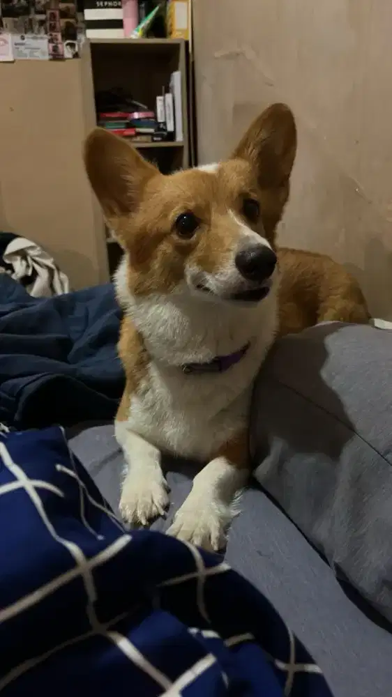Pembroke welsh corgi