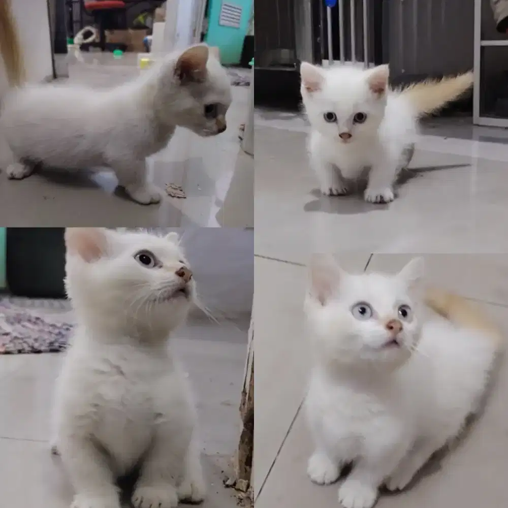 Kitten munchkin putih mata biru