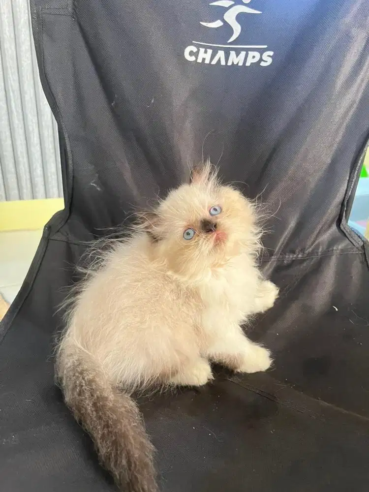 Persia himalaya pure