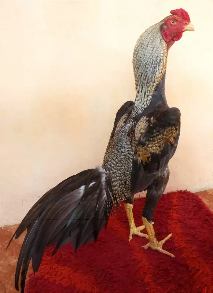 Ayam Line Bangkok F1 Super Mewah, Umur 8 Bulan, Ukuran 5, Tulang Kasar