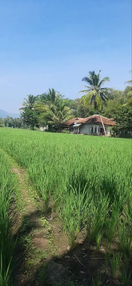 Di Jual Sawah Produktif