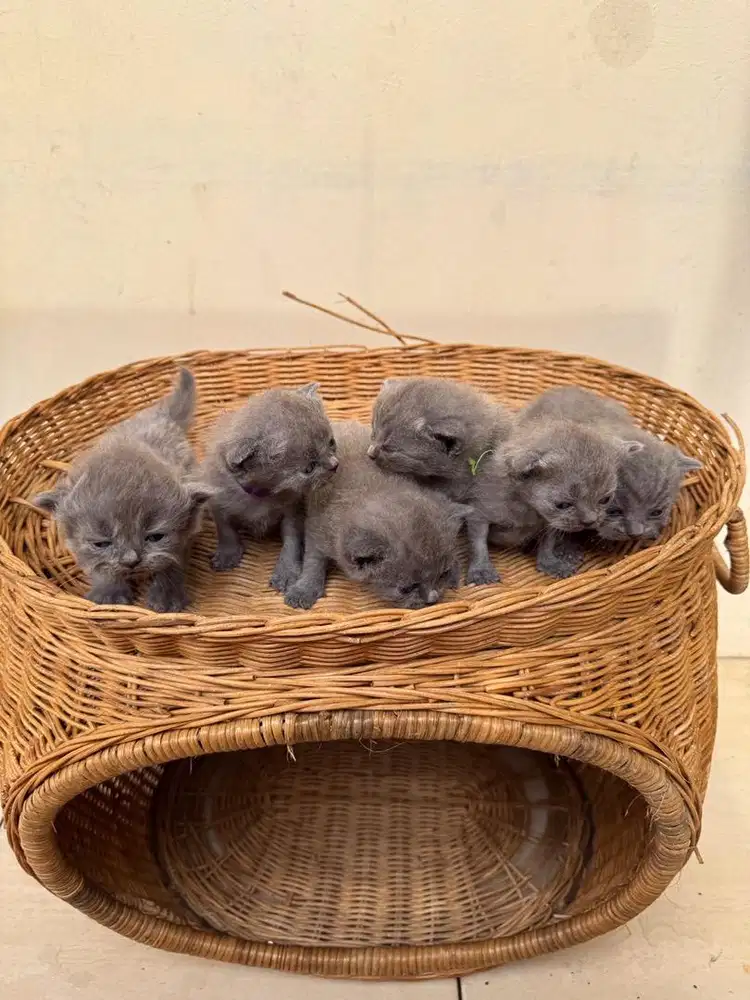 Kucing BSH Pedigree (Open Booking)