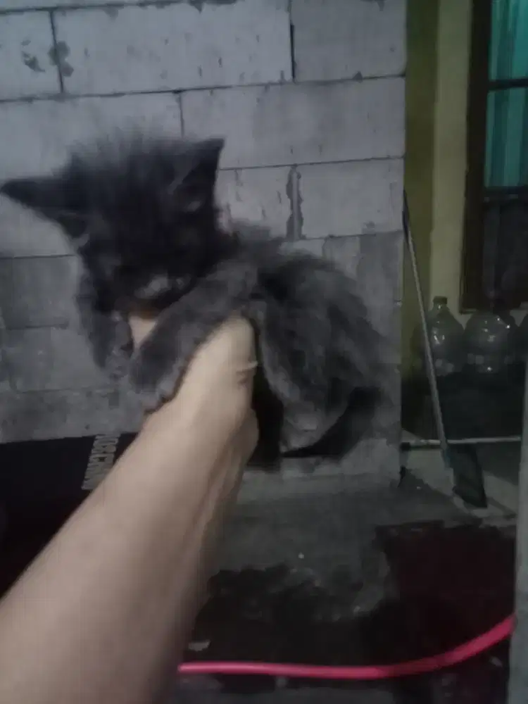 Open adopt kucing jantan 3 bulan abu lucu