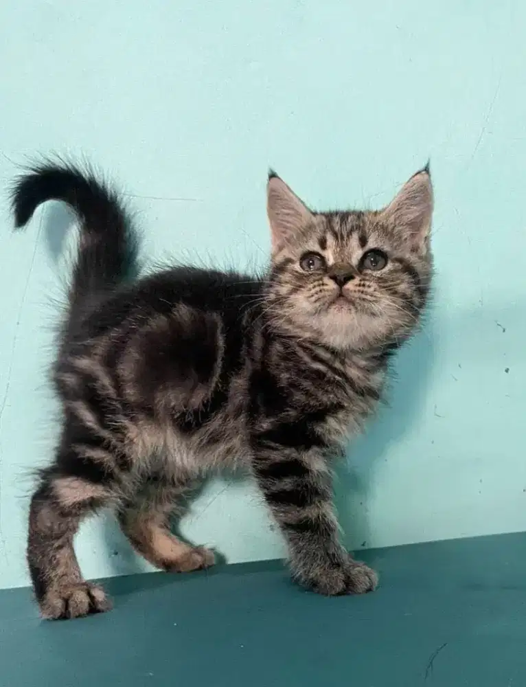 Kucing kitten British shorthair