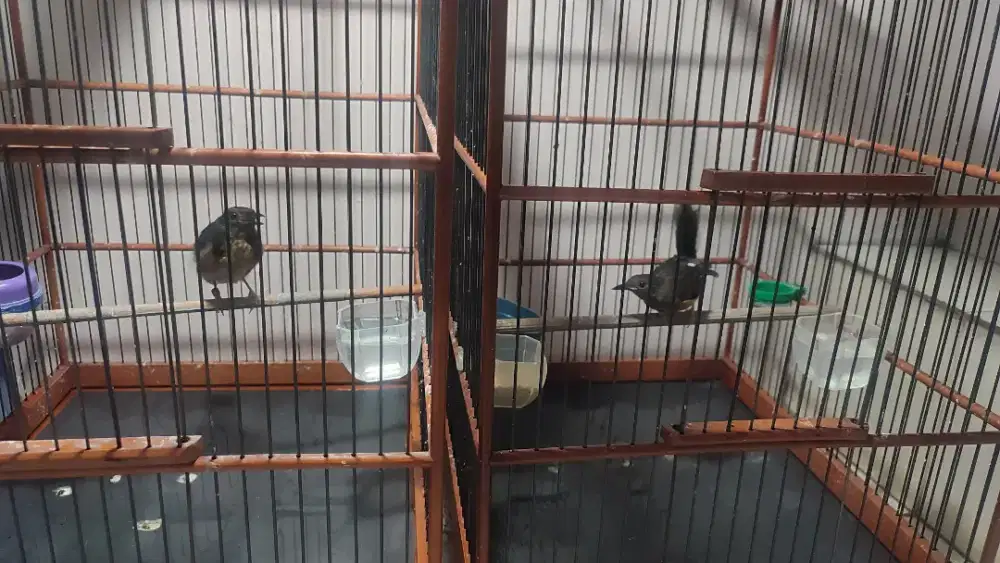 Sepasang Trotol Murai Batu