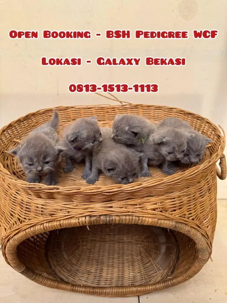 Kucing BSH British Shorthair PED (Open Booking)