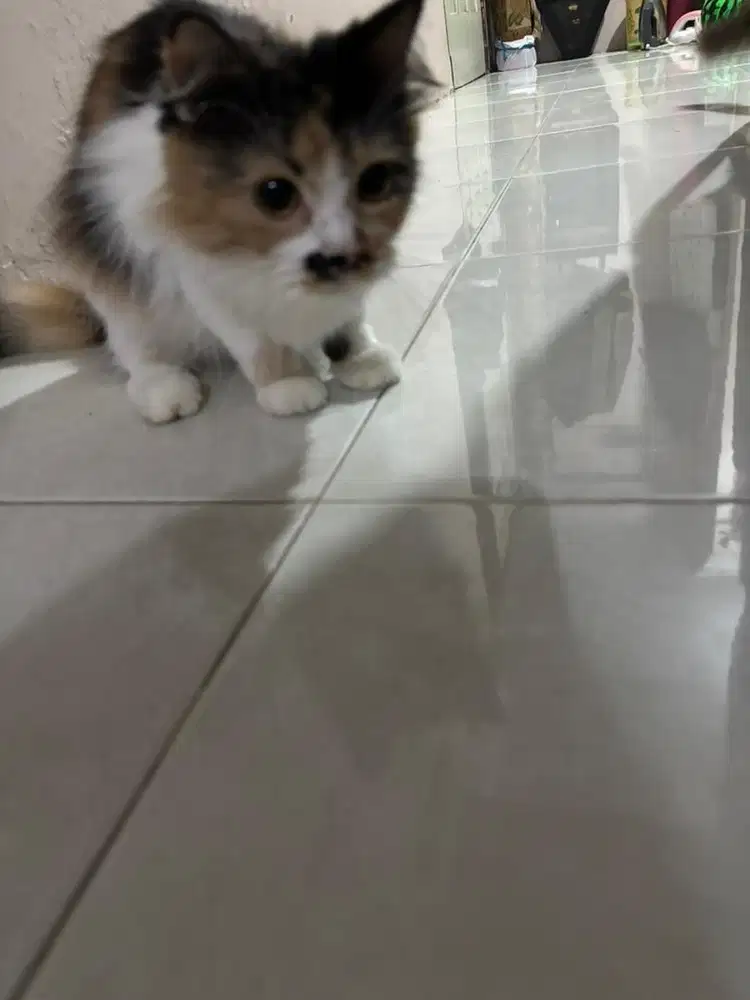 Kucing persia mix peaknose
