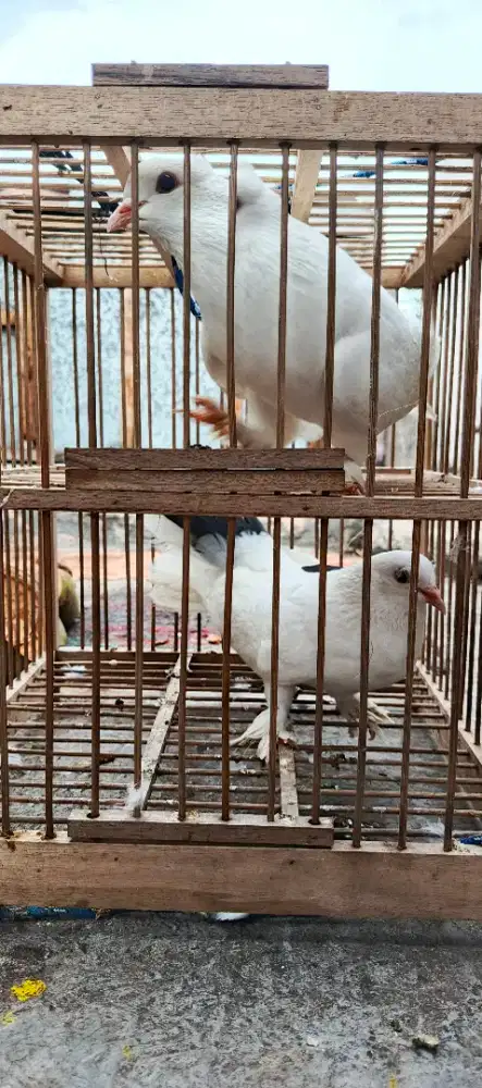 merpati bagus untuk pernikahan atau peliharaan