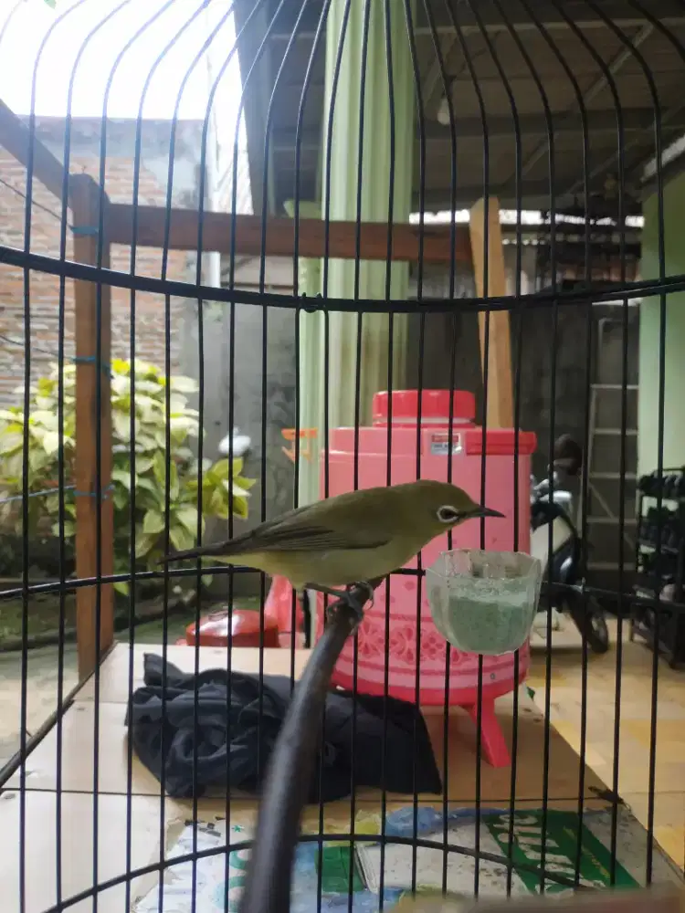 Jatimnya jantan gacorr