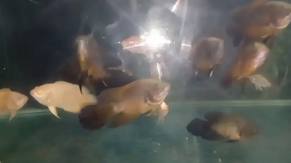 Ikan hias oscar paris selayer