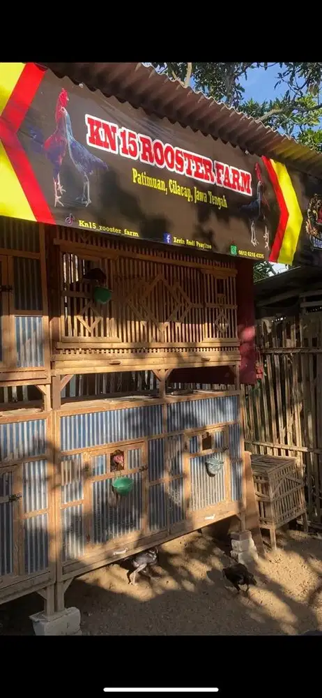 Jual cepat usaha ayam jago