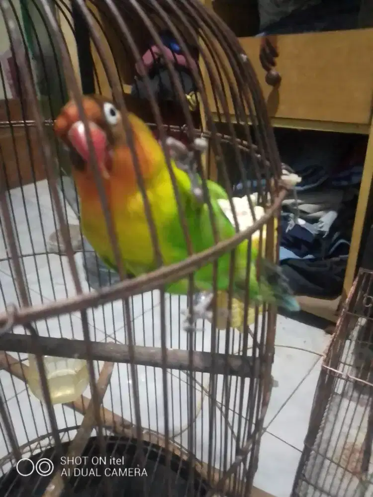 Love bird josan GESTANG di BSD