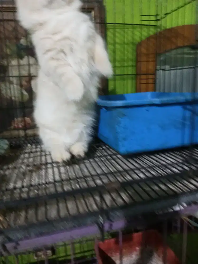 Jantan Munchkin gembul