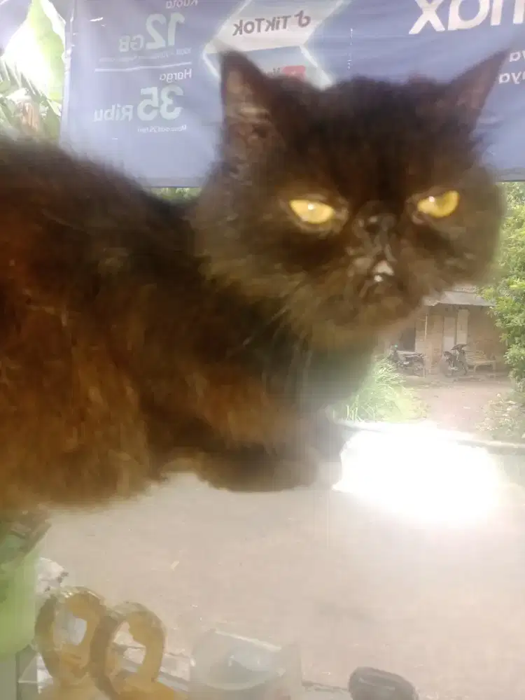 Kucing peknos betina