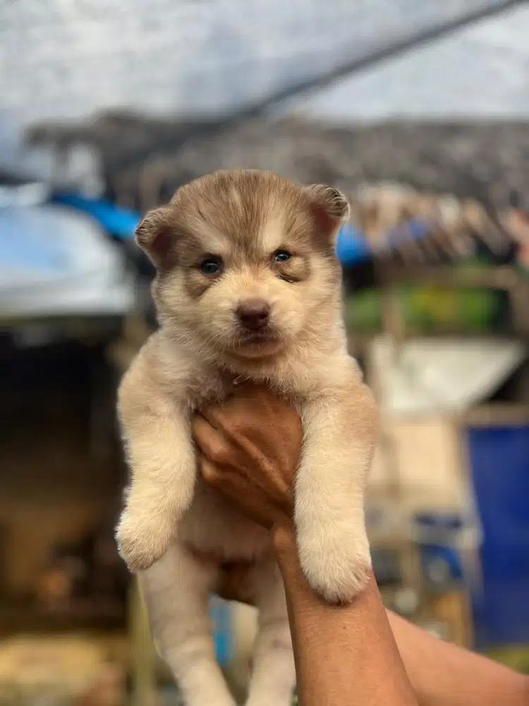 Siberian husky Jantan/betina