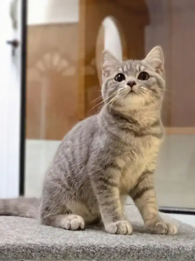 British Shorthair Blue Tabby