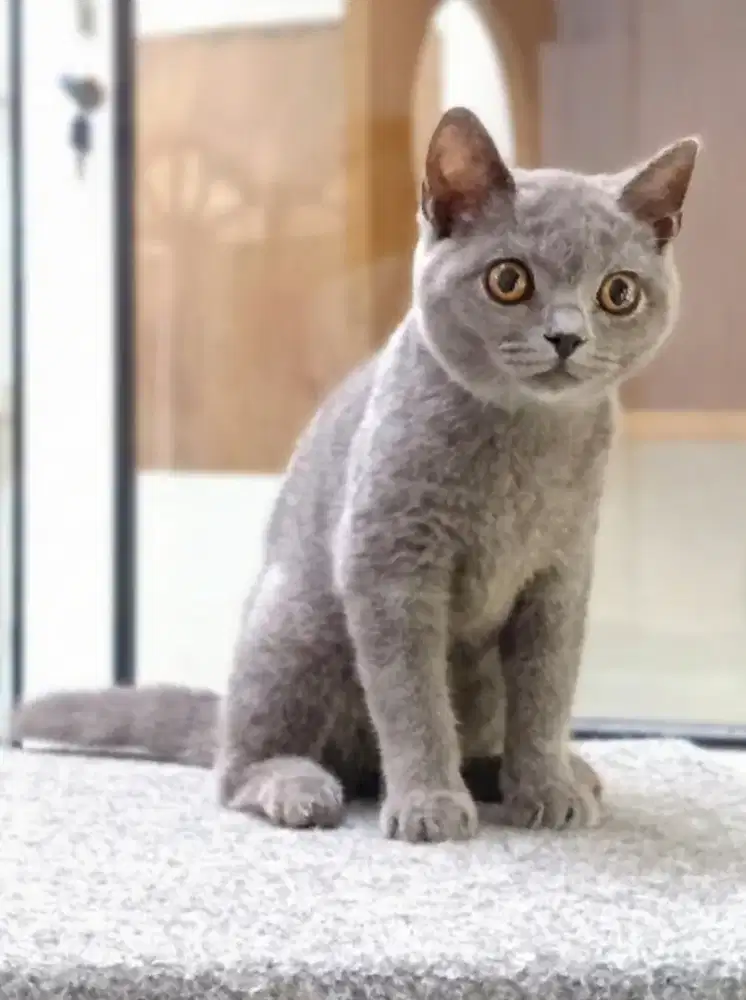 British Shorthair Blue Solid