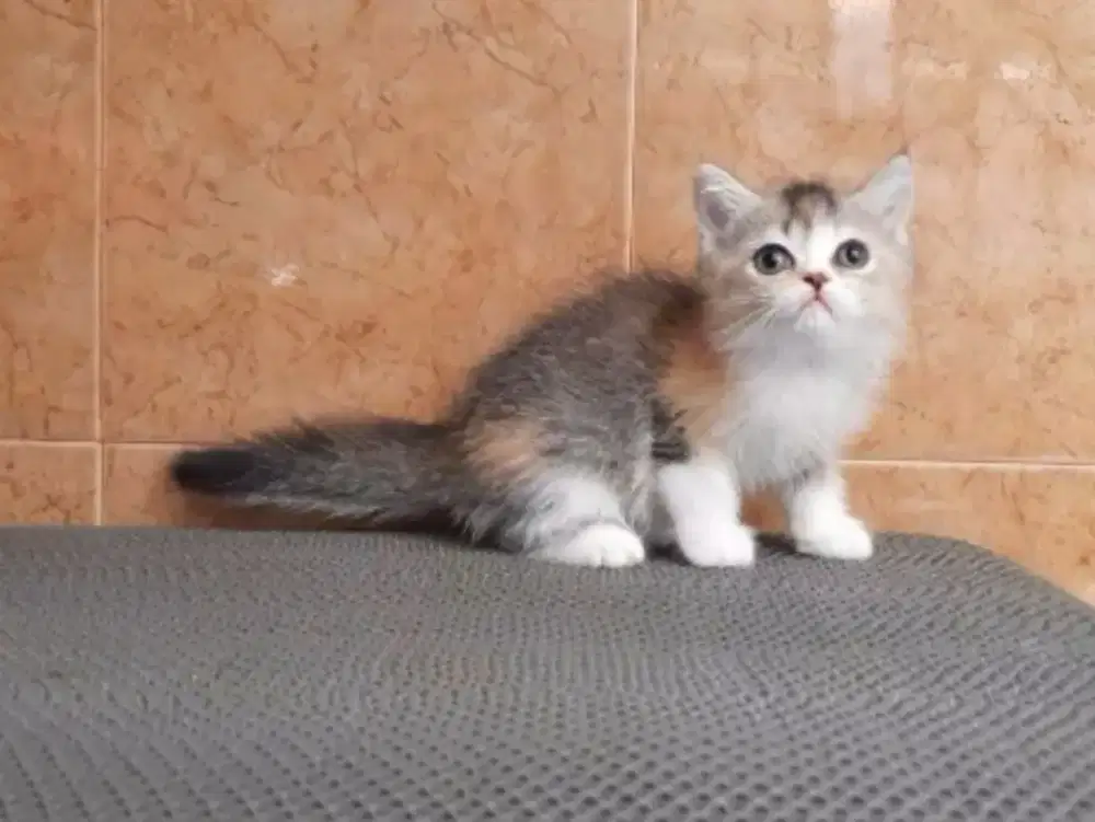 Kitten bsh nonped