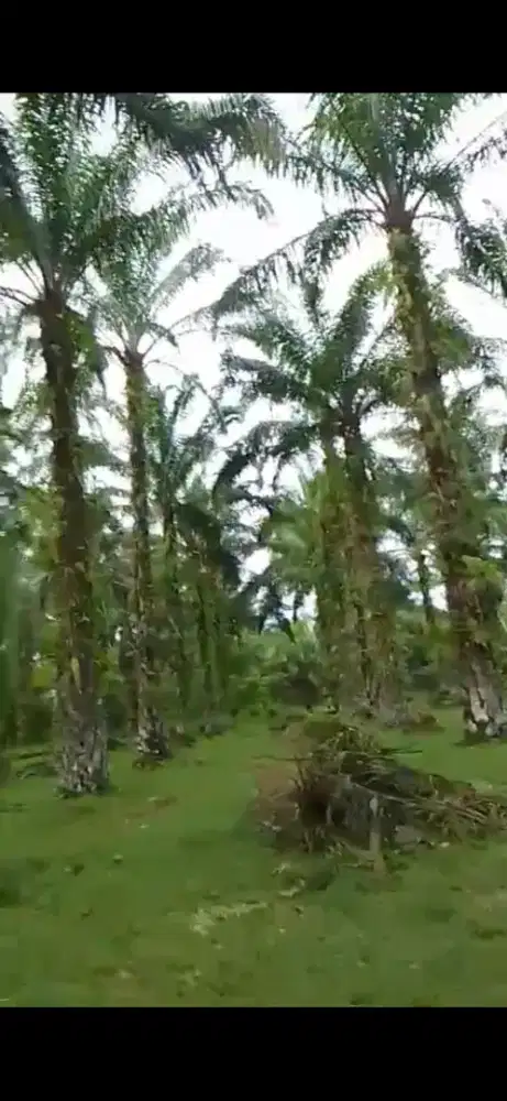 KEBUN SAWIT LOKASI STRATEGIS