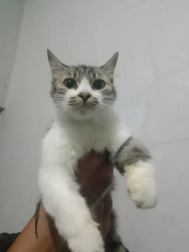 Persia flatnose betina 5bulan