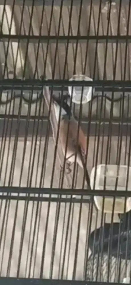 Pentet jatim gacor tanpa di godain