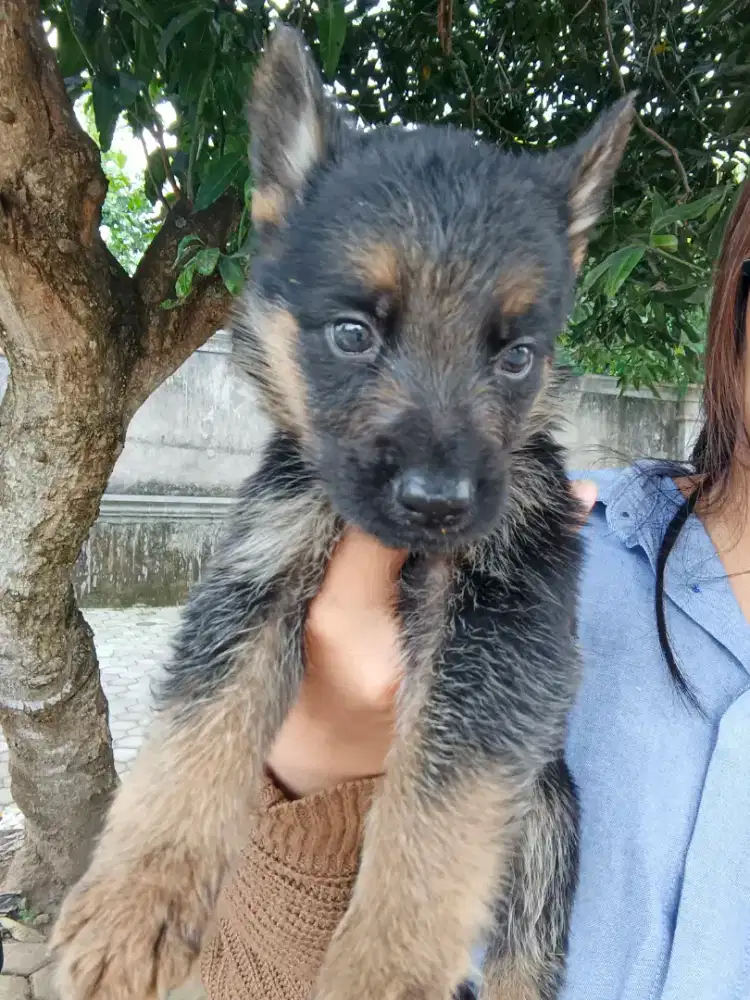 German Shepherd (Herder)