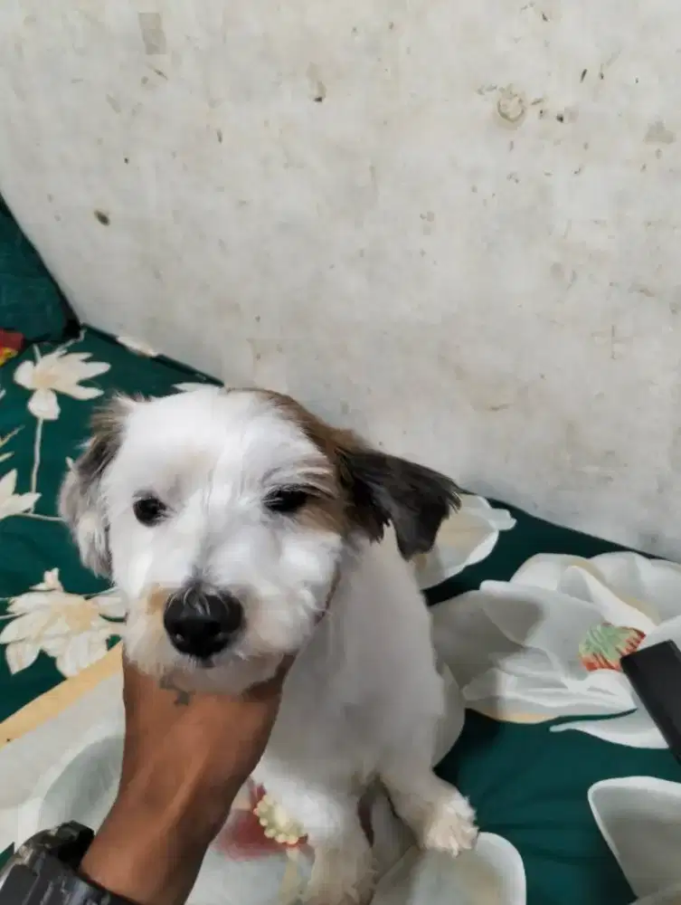 Jack Russell terrier