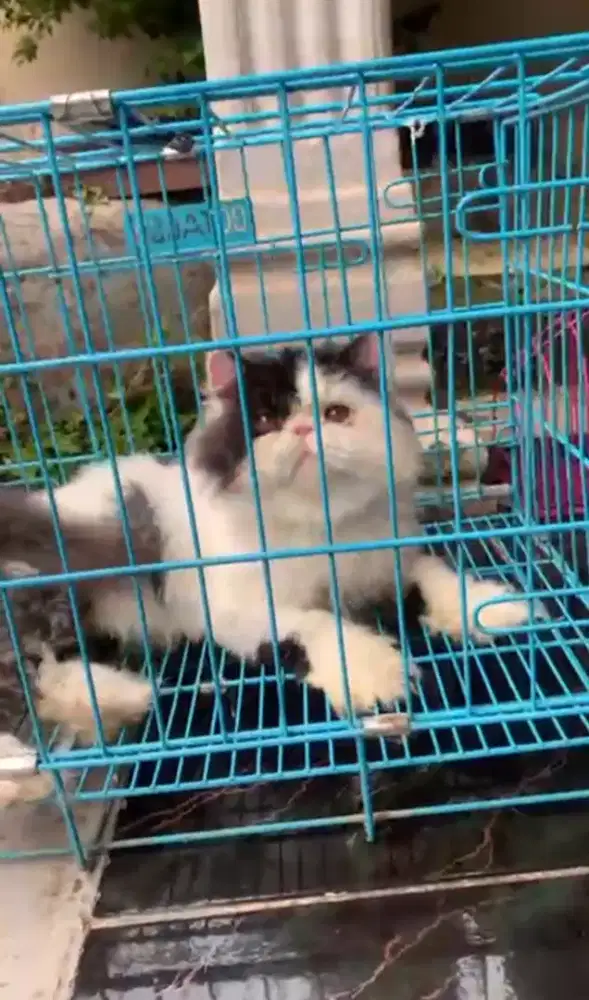 Lepas adopt Peaknose