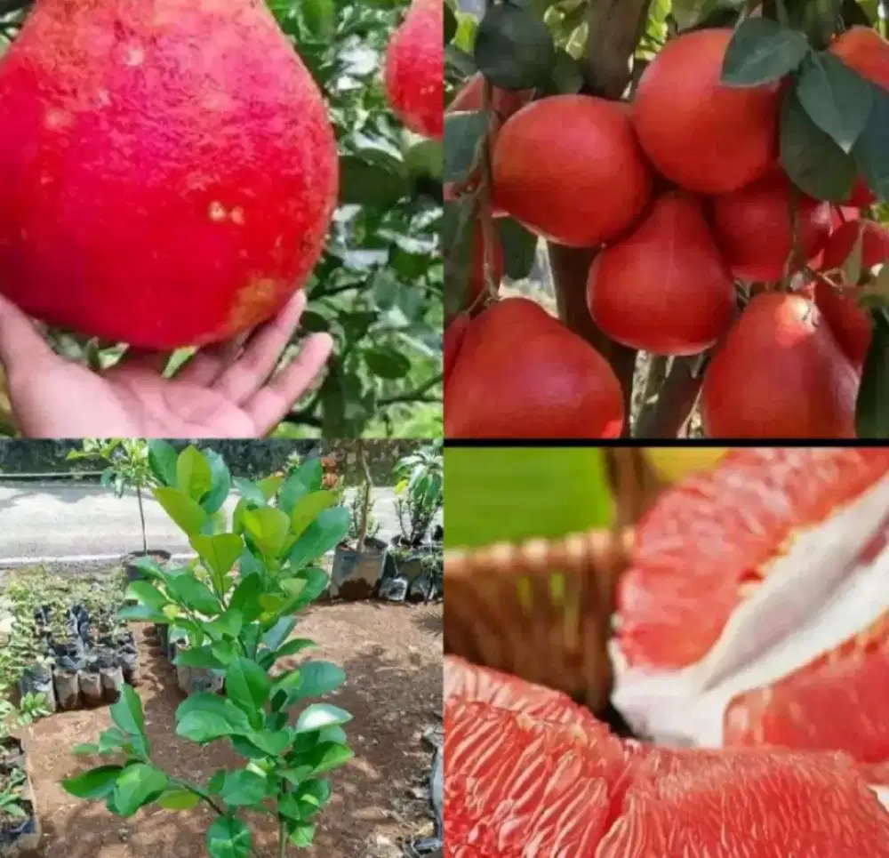 Benih Jeruk Red Pamelo Merah Siap Tanam Cepat Berbuah