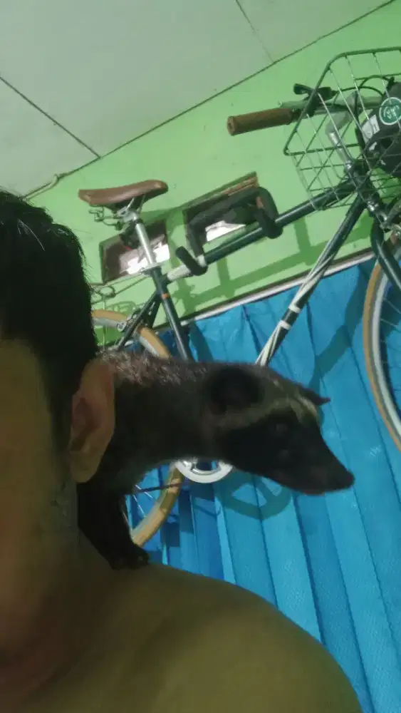 Musang pandan (Jantan)