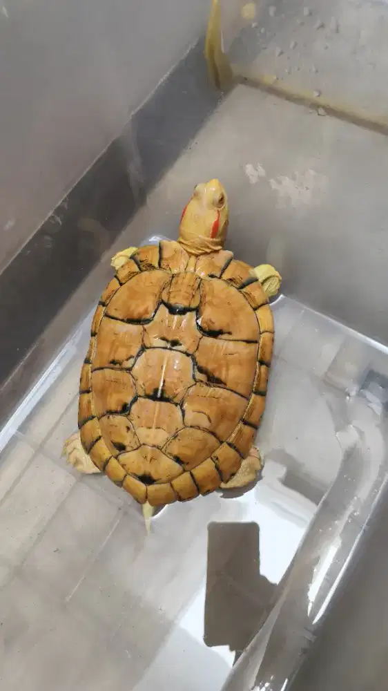 Kura kura Brazil Res Albino