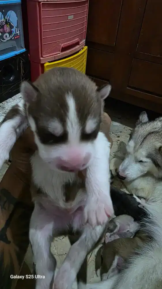 SIBERIAN HUSKY 2M2F