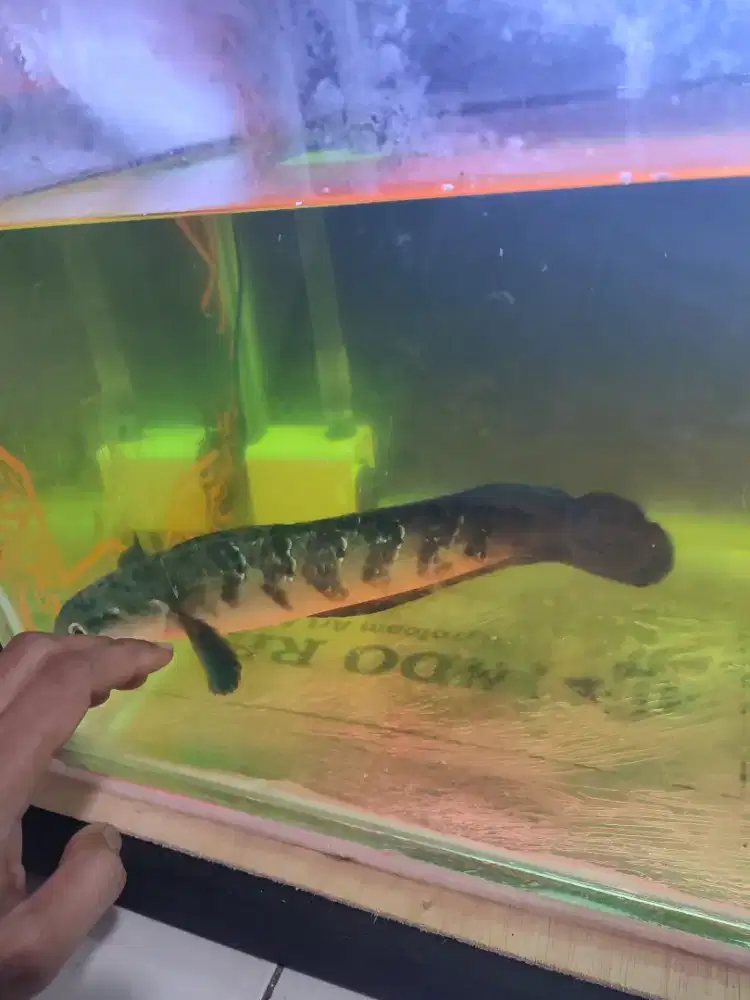 Chana Maru RB mau pensiun sibuk