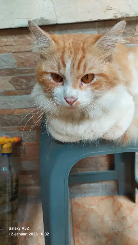 Kucing persia longhair jantan