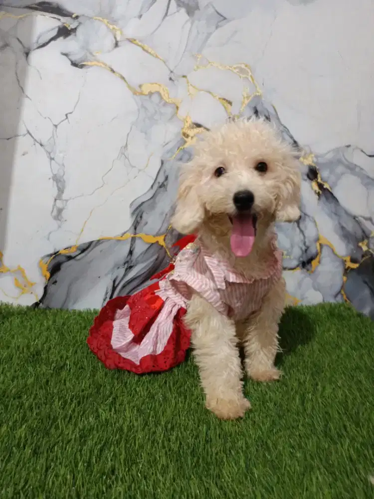 Poodle betina remaja kosongan