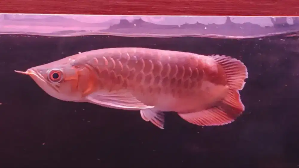 Arwana Super Red no Tail 30cm spesial unik