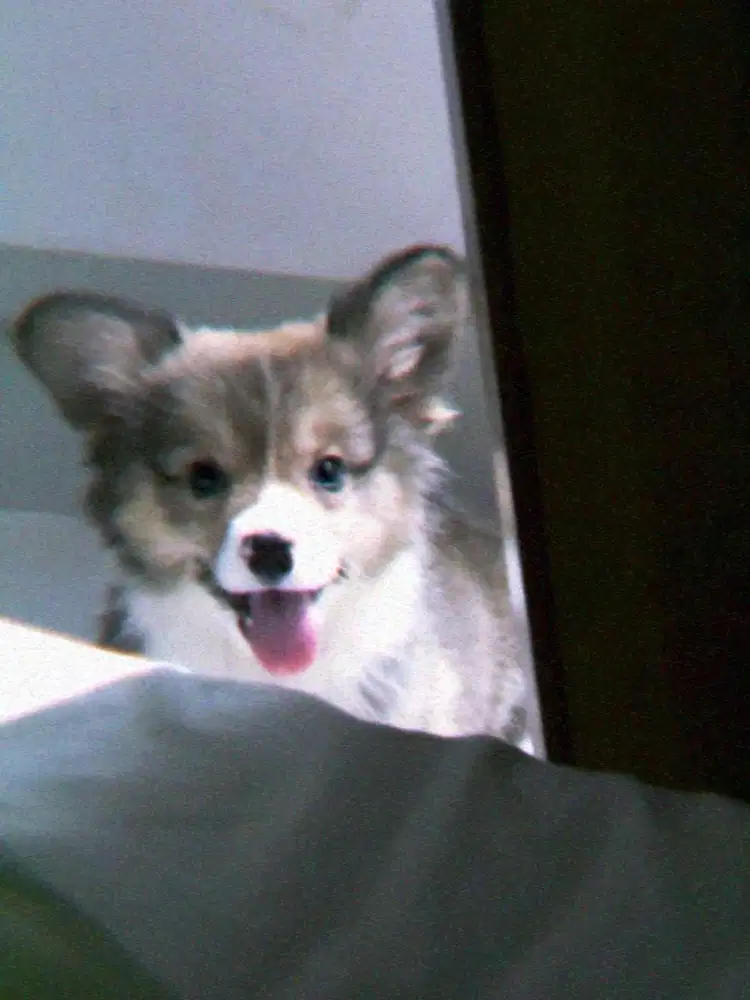 anjing corgi 2bln setengah