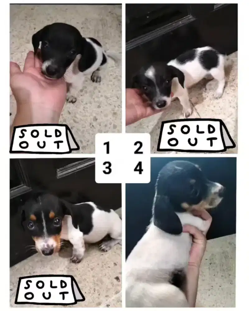 Anak Anjing Dachsund Tekel Piebald Betina