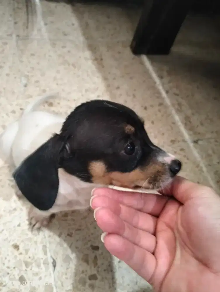 Anak Anjing Dachsund Tekel Piebald Betina