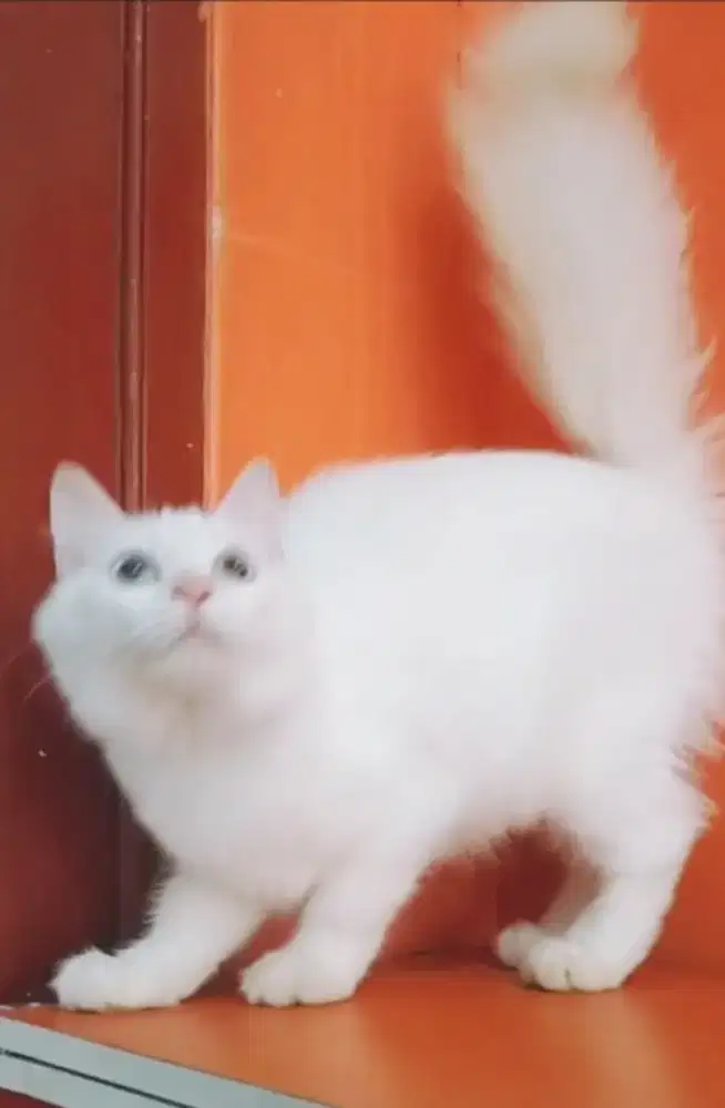 Himalaya redpoint mata biru betina usia 4,5bulanan