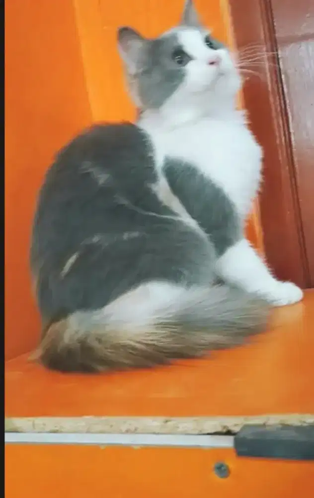 Betina masi warna cantik 3 warna menarik warna favorit